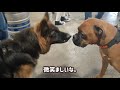 【ジャーマンシェパード】犬の社交場だったビアフェスティバル（ビール祭り）！