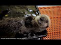 talking sea otter pup