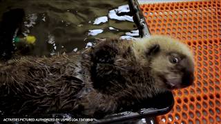 Talking Sea Otter Pup