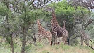 Giraffes mating