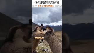 動物のおもしろ動画にツッコミどころ満載なアフレコしてみた＃180【押す】【ハプニング映像】#shorts　#アフレコ #面白動画