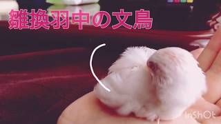 雛換羽中の文鳥