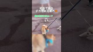 [デカポメ]デカポメ兄弟出会いの瞬間…!! #犬 #ポメラニアン #デカポメ #兄弟 #出会い #shorts