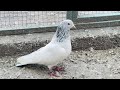 Motian Wala #sailkoti #pigeon #kabbotar #kabootar @Ustadmianmoshi @kamranabbasnaqvi #viral