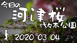 【さんぽ】河津桜の満開度チェック in 代々木公園2020/03/04(Checking the full bloom of Kawazu Sakura in Yoyogi Park)