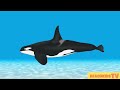 whales whale video for kids learn different types of whales fun and educational