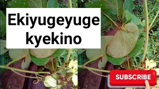 Eddagala lino liyitibwa ekiyugeyuge,tosubwa okumanya emigaso gyaalyo @SSENGABIROOTONEDDAGALA