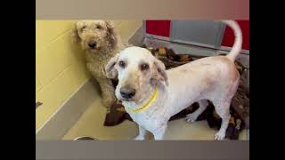  Meet Jamie Lynn & Brittany - rescued from a life of breeding, looking for a new home @pchsroch