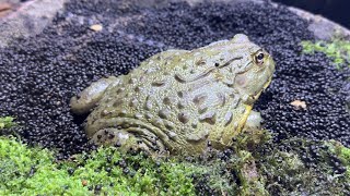 アフリカウシガエルのようすです【‎2024年‎3月6日】【上野動物園】