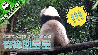 The Itchy Scratchy Panda | iPanda