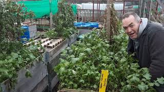 Green Manure Chop \u0026 Drop 🌻 Nitrogen Rich Organic Green Manure 🌻 Mustard