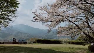 　伊勢原市総合運動公園展望広場と桜の木