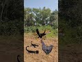 Fox Scorpion And Hen Toucan #shortsviral #shortsfeed #youtubeshorts