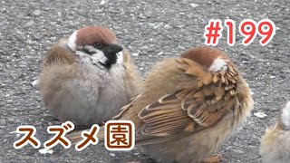 スズメさんの日常#199