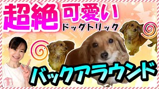 【チワックス】愛犬との絆づくりにも☆ドッグトリック「バックアラウンド」を教えよう！