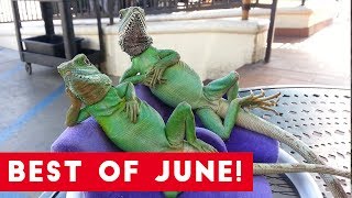 Funniest Pet Reactions & Bloopers of June 2017 | Funny Pet Videos