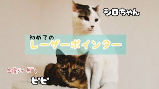 〈遊ぶ猫〉レーザーポインターを追いかける二匹　◇　Two animals chasing a laser pointer