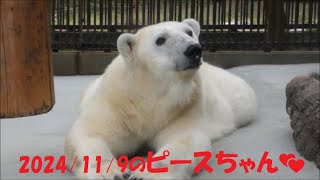 【しろくまピース】2024/11/9のピースちゃん💕　とべ動物園