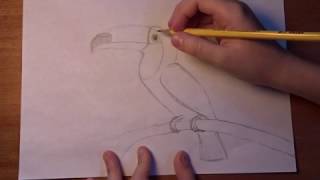 How to draw a Toucan