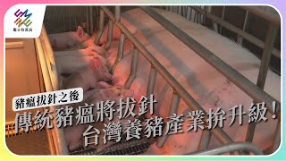 傳統豬瘟將拔針，台灣養豬產業拚升級！｜豬瘟拔針之後 ｜公視 #獨立特派員 第803集 20230531