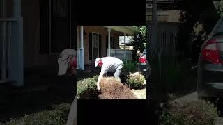 trimming jasmine off the driveway