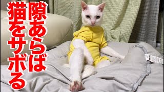 珍妙ウチューネコ、貫禄で猫をサボる My spacecat loafs on the job 2022