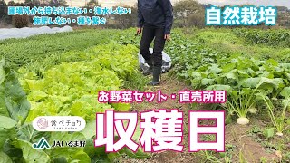 秋冬野菜収穫の様子【#自然栽培】