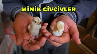 Bütün Minik Civcivleri Birleştirdim - Gurk Tavuk Özgür Bıraktık - Havuz Tıkandı - Çiftlik İşleri