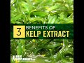 What is Kelp Extract - sea kelp extract for skin - kelp extract benefits - kelp root extract