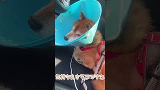 車でウトウトするたぬ吉 #保護犬 #柴犬との暮らし #犬がいる生活 #柴犬と暮らす #愛犬 #柴犬ライフ #散歩 #柴好き #柴ちゃん #癒し