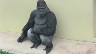 シャバーニ家族 822  Shabani family gorilla