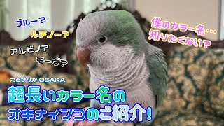 【えとぴりかOSAKA】カラー名長すぎ？！超綺麗なインコ【オキナインコ】