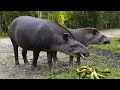 lowland tapir tapirus terrestris