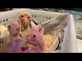 祝！チャンネル登録者500人？突破！おまけ動画付き＃オカメインコ＃チャンネル登録者500人