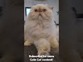 Cute Himalayan Persian Boy