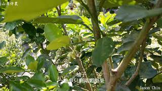 山居伴農－20210424果樹嫁接 柚子嫁接檸檬