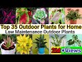 Top 35 Outdoor Plants for Home | Low Maintenance Outdoor Plants |Best Indoor Colourful House plants