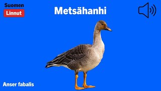 Metsähanhi - Anser fabalis - Bean Goose - sädgås - ANSFAB