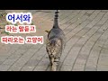 어서와~ 라는 말을 듣고 따라오는 고양이