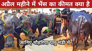 अप्रैल महीने में भैंस का कीमत क्या है जानिए मौहरिया पशु मंडी मे Prayagraj mohariya Bhains ki Mandi