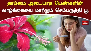 தாய்மை அடையாத பெண்களின் வாழ்க்கையை மாற்றும் செம்பருத்தி பூ | Hibiscus Flower | Web Special