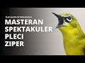 MASTERAN PLECI ZIPER SUPER PANJANG