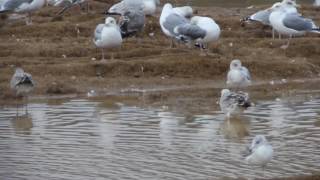 First-Winter Caspian Gull