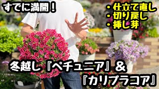 ◆【冬越しペチュニア】切り戻し＆仕立て直し🌱