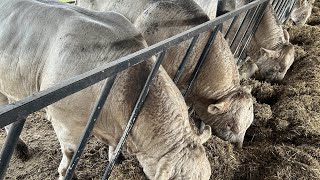 Fattening of Charolais breed bulls.