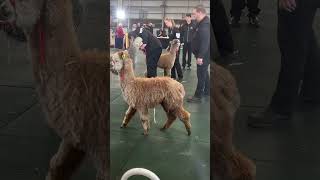 羊驼不想走Alpaca doesn't want to go