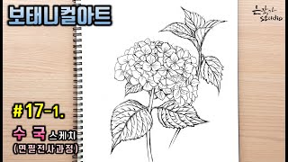 [Flower Painting/Botanical Art] #17-1. Hydrangea Pencil Sketch (Drawing Lesson) Transfer Course