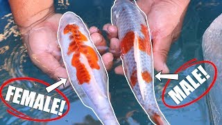 HOW TO KNOW MALE AND FEMALE KOI FISH