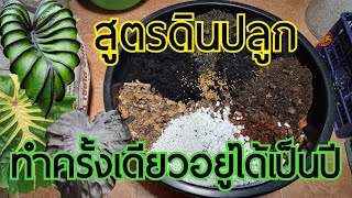 สูตรเด็ดเคล็ดลับผสมดินปลูกโคโลคาเซีย ทำครั้งเดียวอยู่ได้เป็นปี : หลงไม้ใบ EP.130