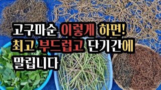 고구마순 말리기는 햇살 좋은 지금이 딱!!! (2022.10.15) (#고구마순말리기,#고구마순채취요령,#고구마순삶기)